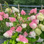 Hortenzia metlinatá (Hydrangea paniculata) ´FRAISE MELBA´®  - výška 30-50 cm, kont. C3L
